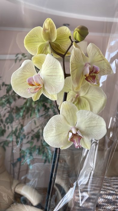 Фотография покупателя товара Грунт для Орхидей, 2 л - Фото 1