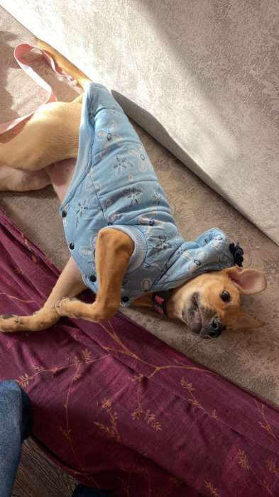 Фотография покупателя товара Куртка для собак с цветами, XXL (ДС 40 см, ОШ 35 см, ОГ 55 см), голубая