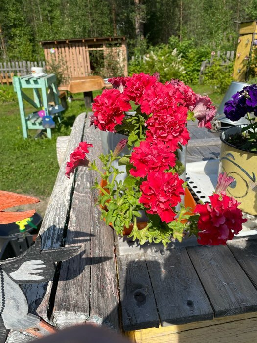 Фотография покупателя товара Семена цветов Петуния махровая, крупноцветковая "Ред Файер" F1, 10 шт.