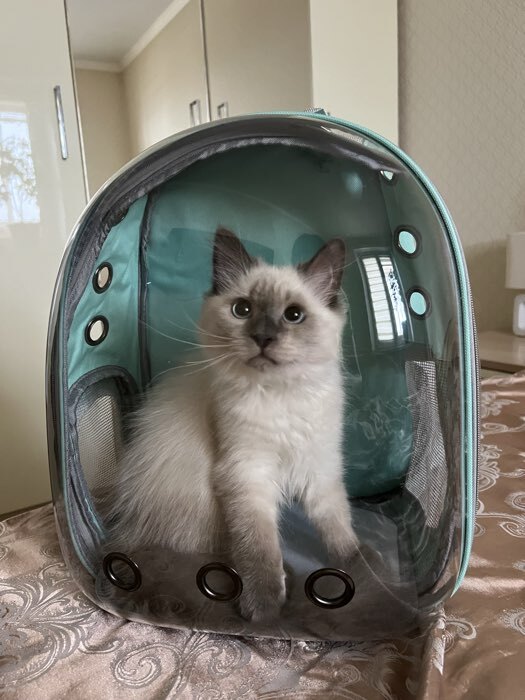 Фотография покупателя товара Рюкзак для переноски животных, 31×28×42 см, прозрачный, сине-зелёный - Фото 1