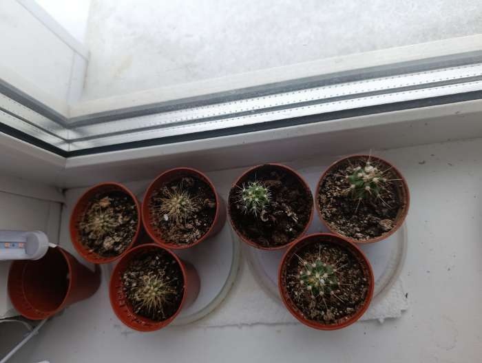 Фотография покупателя товара Семена комнатных цветов Кактус «Смесь видов», 0.1 г, «Поиск» - Фото 10