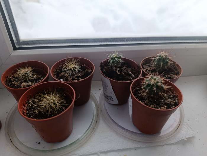 Фотография покупателя товара Семена комнатных цветов Кактус «Смесь видов», 0.1 г, «Поиск» - Фото 9