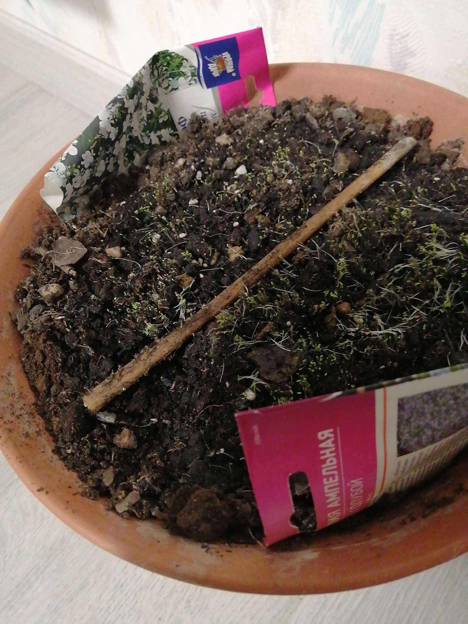 Фотография покупателя товара Семена цветов Лобелия плетистая "Белый фонтан", 0,03 г - Фото 1