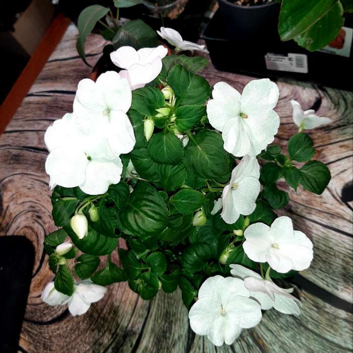 Фотография покупателя товара Семена цветов Бальзамин "Карнавал", белый, Мн., 8 шт - Фото 5