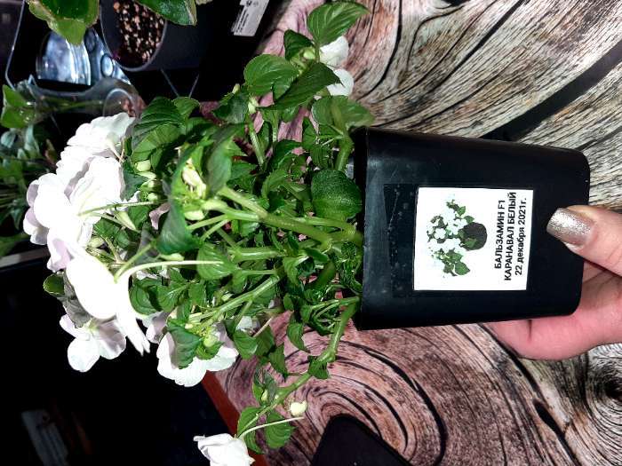 Фотография покупателя товара Семена цветов Бальзамин "Карнавал", белый, Мн., 8 шт - Фото 4