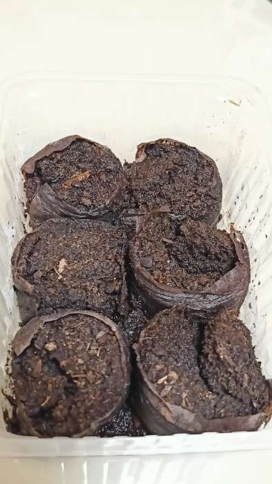 Фотография покупателя товара Таблетки торфяные, для рассады, d=4.2 см, с оболочкой, набор 50 шт. - Фото 20