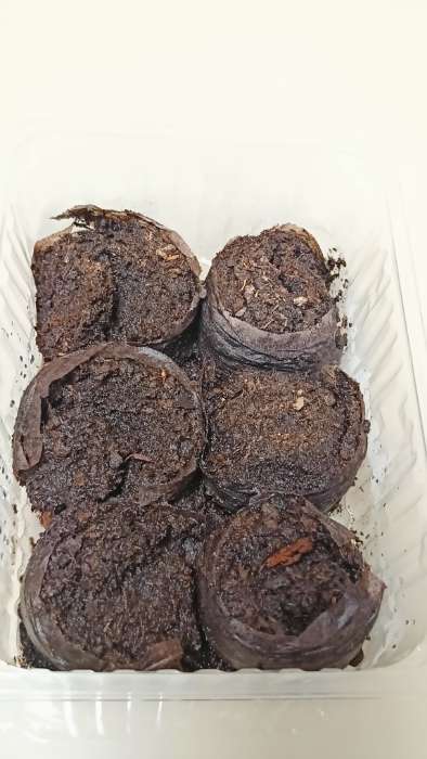 Фотография покупателя товара Таблетки торфяные, для рассады, d=4.2 см, с оболочкой, набор 50 шт. - Фото 21