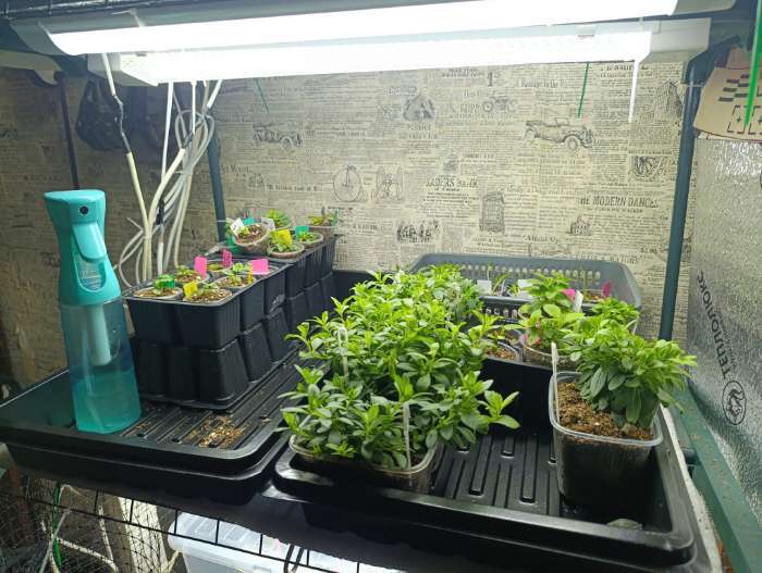 Фотография покупателя товара Поддон для рассады, 55×30×5.6 см, пластик, чёрный, дно МИКС, Greengo - Фото 1