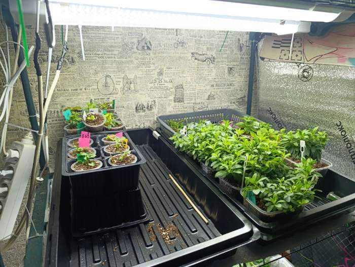 Фотография покупателя товара Поддон для рассады, 55×30×5.6 см, пластик, чёрный, дно МИКС, Greengo - Фото 2