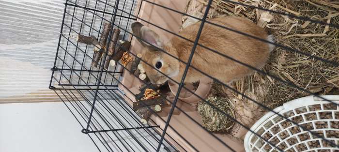 Фотография покупателя товара Сено луговое Таблеронн «Зверьё мое», 200 г - Фото 1