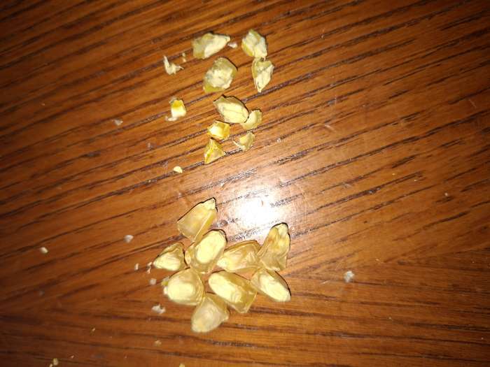 Фотография покупателя товара Семена Кукуруза «Краснодарский сахарный 250 CB», 3 г, «Рецепты дедушки Никиты» - Фото 1