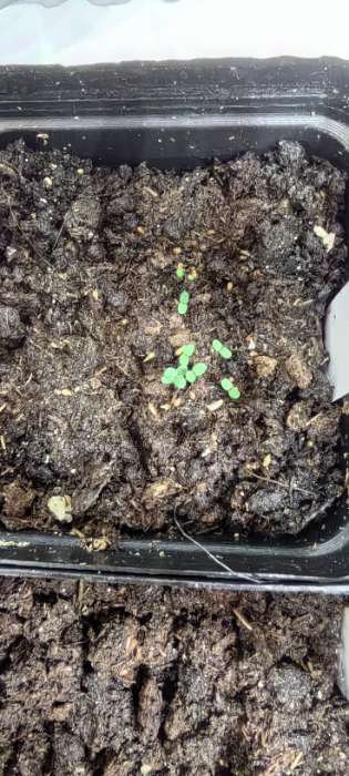 Фотография покупателя товара Семена Земляника Крем-брюле желтая ремонтантная/Сем Алт/цп 0,02 гр. - Фото 1