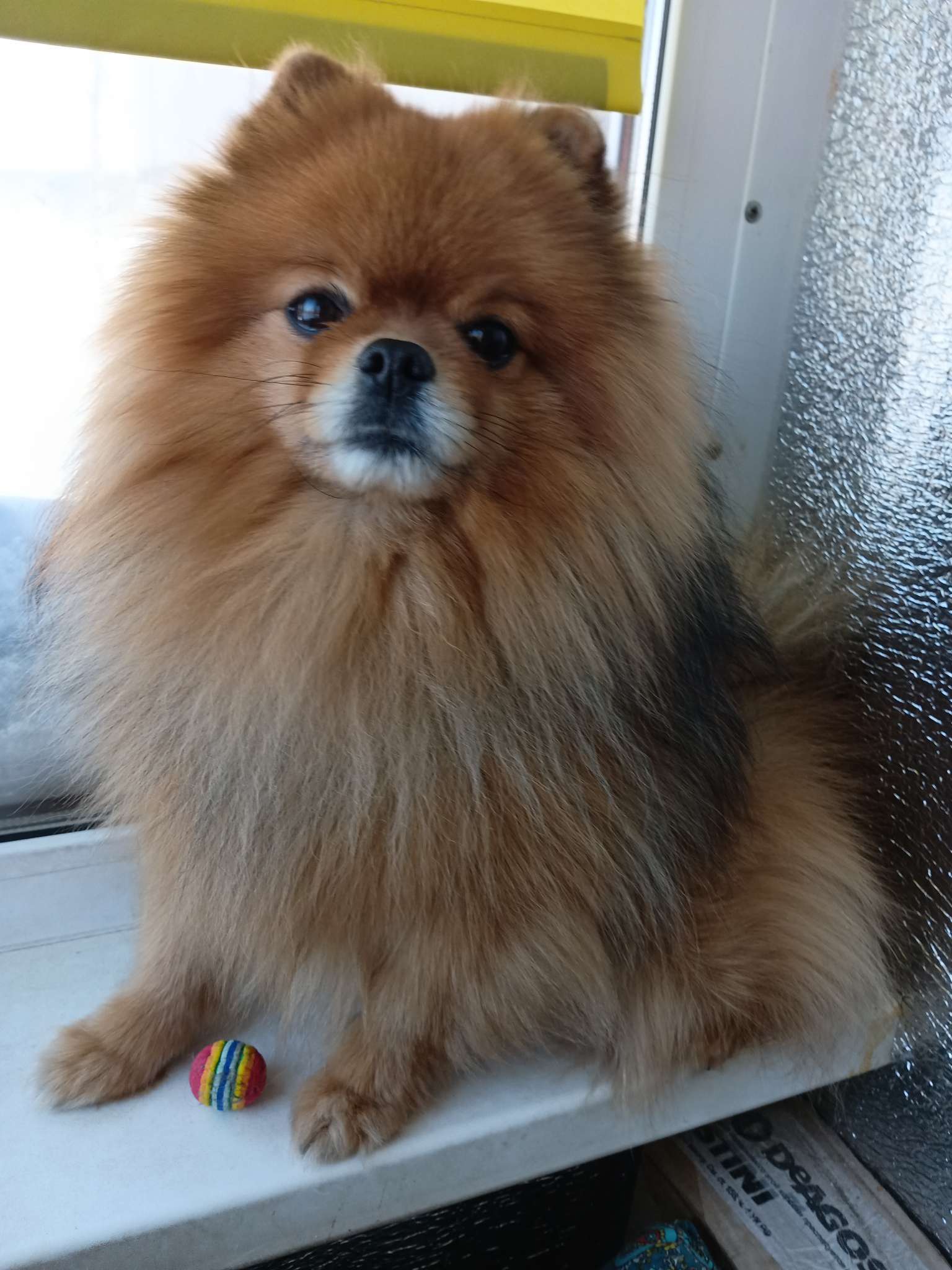 Фотография покупателя товара Шарик для кошек, 3.4 см, фасовка в коробку по 50 шт., микс цветов - Фото 1