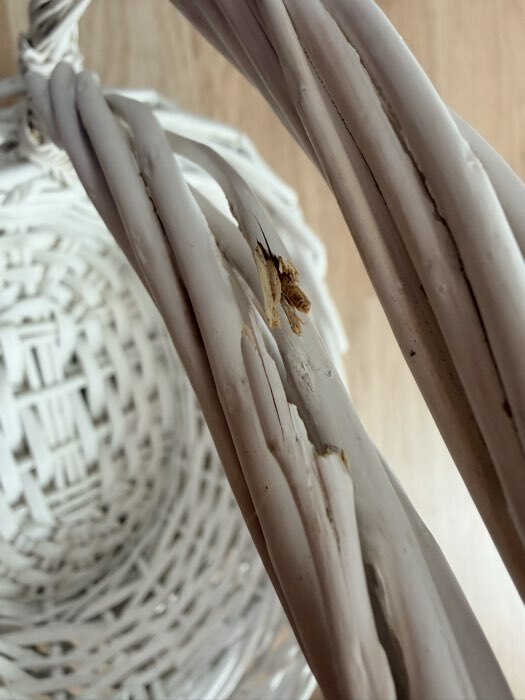 Фотография покупателя товара Корзина плетёная для хранения, лоза, с ручкой, овальная, серая, набор 3 шт. - Фото 3