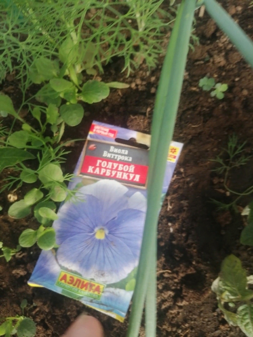 Фотография покупателя товара Семена цветов Виола "Голубой карбункул", Виттрока, Дв, 0,1 г - Фото 5