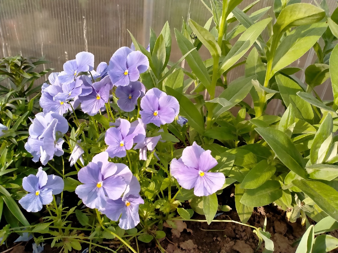 Фотография покупателя товара Семена цветов Виола "Голубой карбункул", Виттрока, Дв, 0,1 г - Фото 3