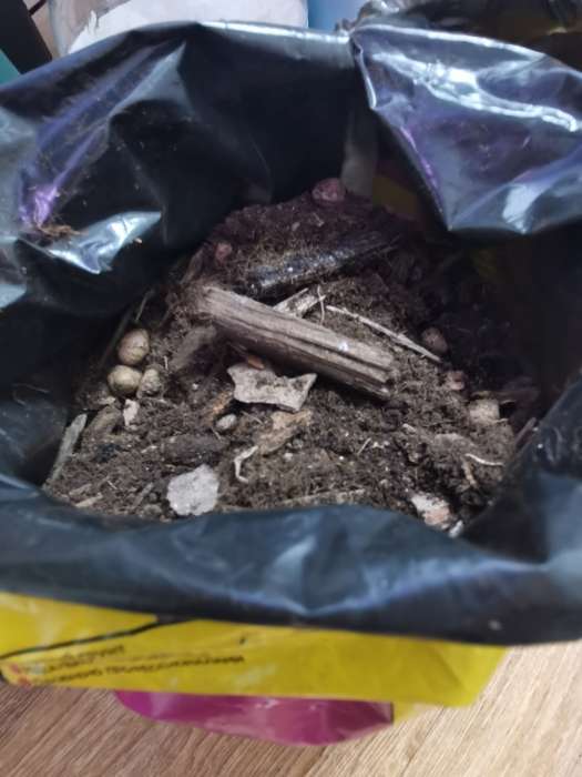 Фотография покупателя товара Грунт для Орхидей PETER PEAT, 5 л - Фото 2