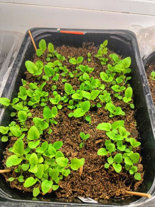 Фотография покупателя товара Семена цветов Вероника колосистая "Голубая", 0,1гр. - Фото 1