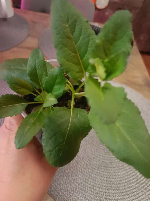 Фотография покупателя товара Семена цветов Шалфей пышный Фиолетовый, 0,1гр - Фото 1