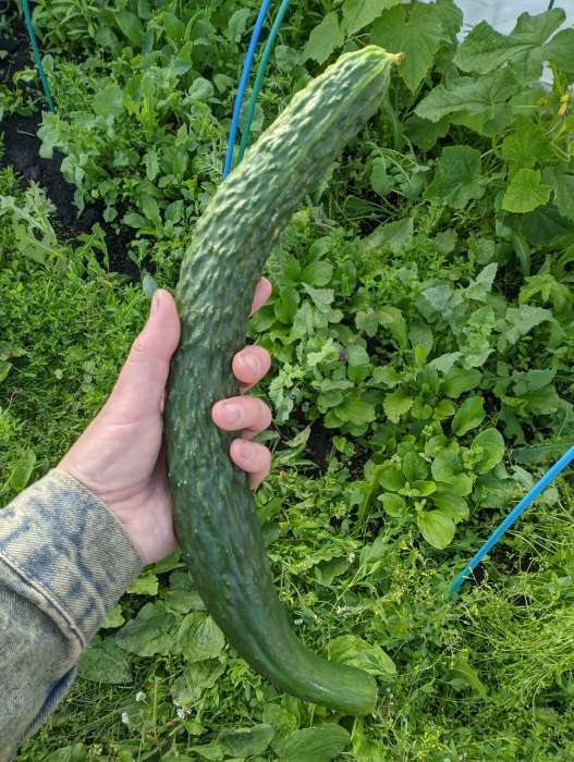 Фотография покупателя товара Семена Огурец "Шанхайский молодец" F1, партенокарпический, 5 шт - Фото 1