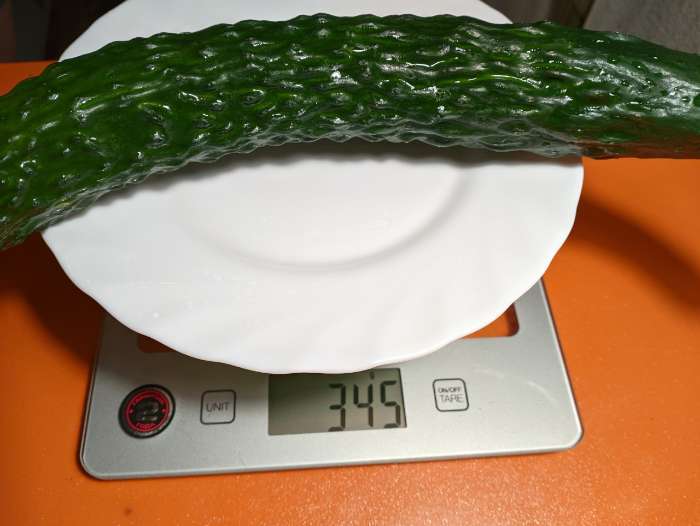 Фотография покупателя товара Семена Огурец "Шанхайский молодец" F1, партенокарпический, 5 шт - Фото 2