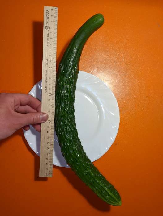 Фотография покупателя товара Семена Огурец "Шанхайский молодец" F1, партенокарпический, 5 шт - Фото 4