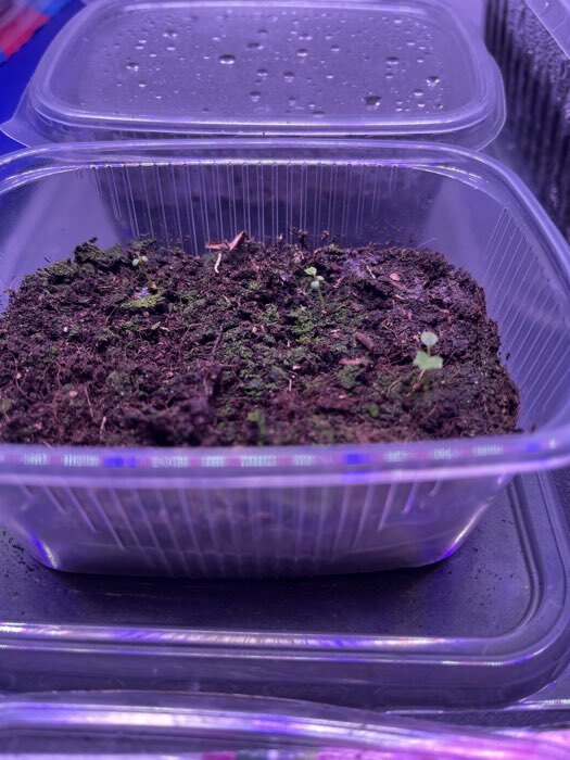 Фотография покупателя товара Семена Земляника ремонтантная «Санькина любовь», крупноплодная, 6 шт. - Фото 1