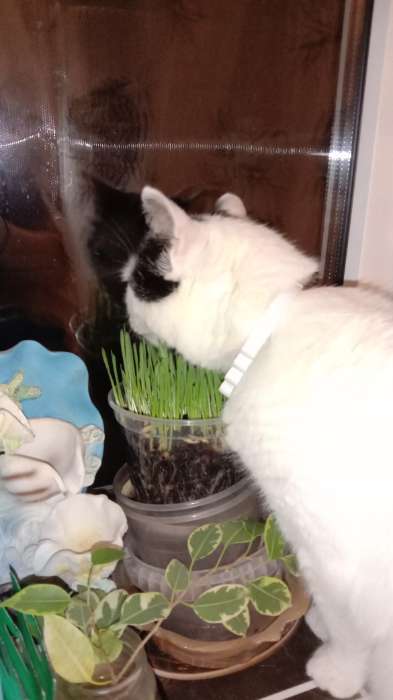 Фотография покупателя товара Семена Трава для кошек, 10 г