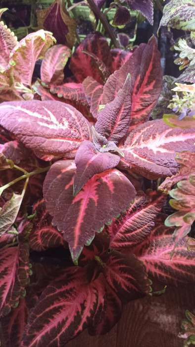 Фотография покупателя товара Семена цветов Колеус «Радуга - Фестиваль танца», F1, 10 шт., «Престиж семена» - Фото 1