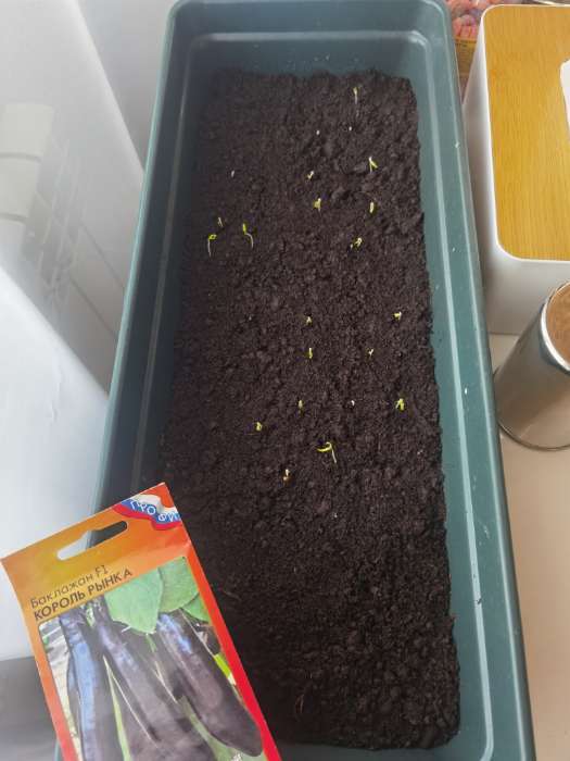 Фотография покупателя товара Семена Баклажан «Король Рынка», F1, 35 шт., «Русский огород» - Фото 1