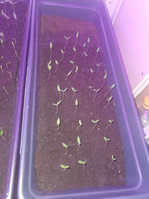 Фотография покупателя товара Семена Баклажан «Король Рынка», F1, 35 шт., «Русский огород» - Фото 2