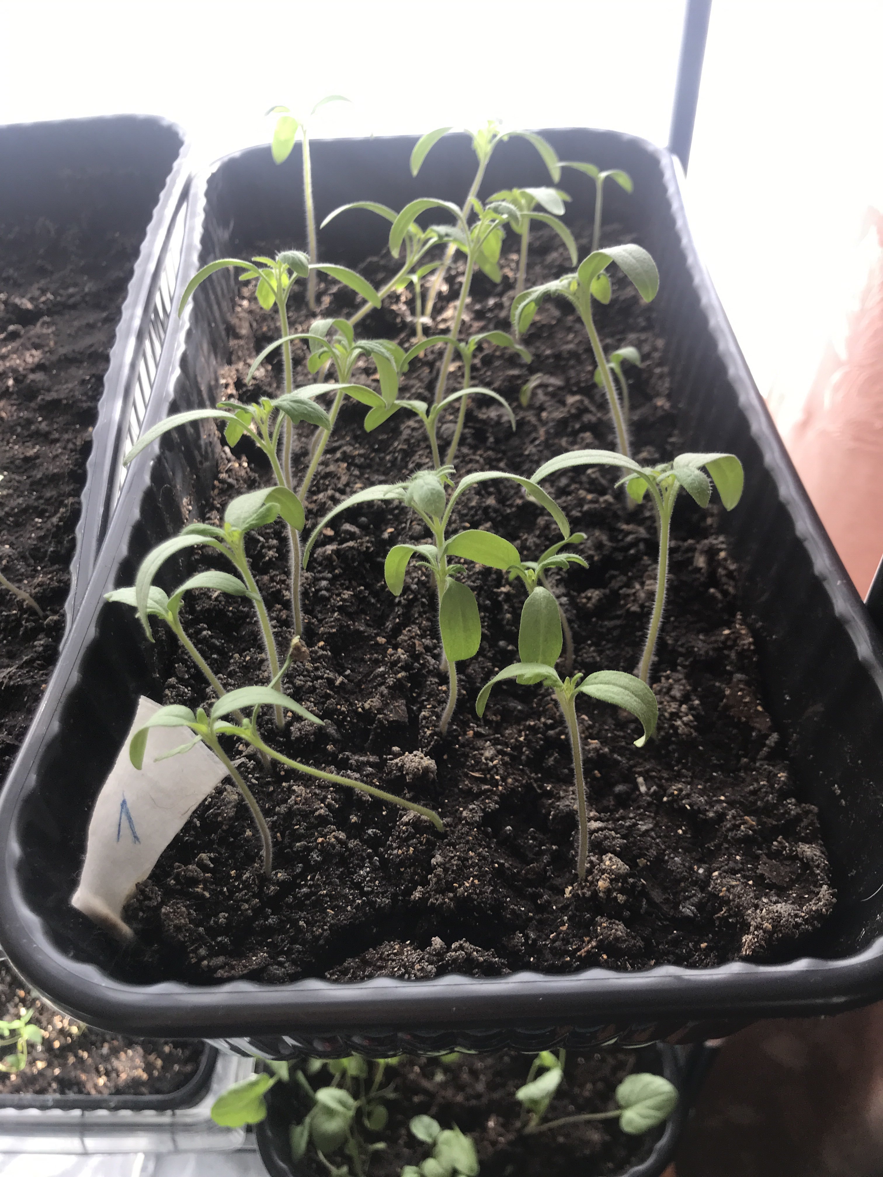 Фотография покупателя товара Семена Томат «Сибирский Тяжеловес», 20 шт., «Уральский Дачник» - Фото 2