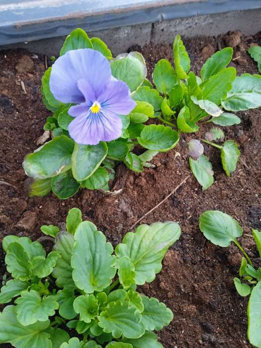 Фотография покупателя товара Семена цветов Виола "Голубой карбункул", Виттрока, Дв, 0,1 г - Фото 2