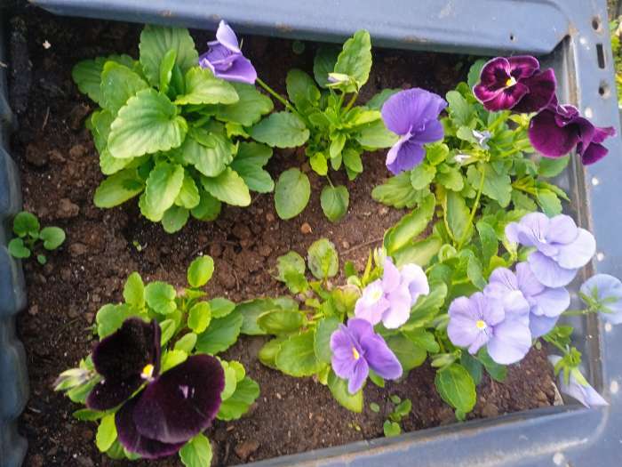Фотография покупателя товара Семена цветов Виола "Голубой карбункул", Виттрока, Дв, 0,1 г - Фото 1