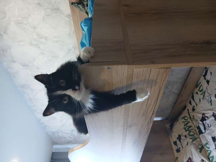 Фотография покупателя товара Кровать двухъярусная «Геометрия 2», с лесенкой, спальное место 800×1800 мм, 2258×842×1611 мм, цвет делано светлый/белый - Фото 4