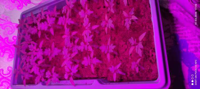 Фотография покупателя товара Семена Томат «Клюква в сахаре», раннеспелый, детерминантный, низкорослый, 20 шт., «Аэлита» - Фото 1