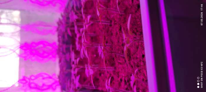 Фотография покупателя товара Семена Томат «Клюква в сахаре», раннеспелый, детерминантный, низкорослый, 20 шт., «Аэлита» - Фото 2