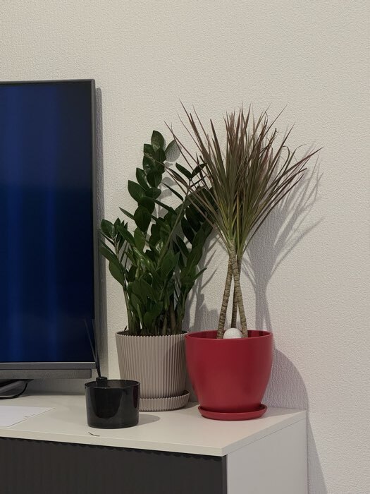 Фотография покупателя товара Горшок для цветов «Колор гейм», 600 мл л, d=12 см, h=10.5 см, керамический, с поддоном, красный - Фото 2