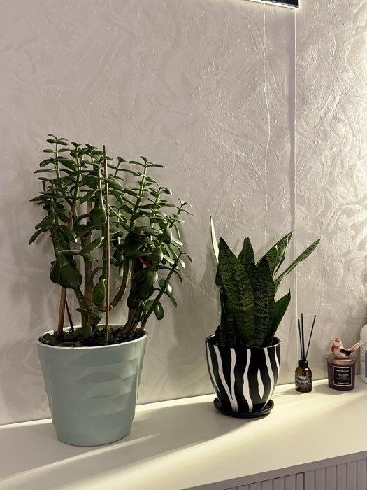 Фотография покупателя товара Горшок для цветов «Зебра», 500 мл, d=12 см, h=10 см, керамический, с поддоном, чёрный, белый - Фото 1