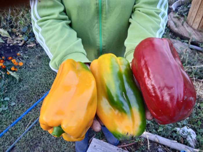 Фотография покупателя товара Органическое удобрение Конский навоз, экстракт, канистра, Ивановское, 3 л - Фото 1