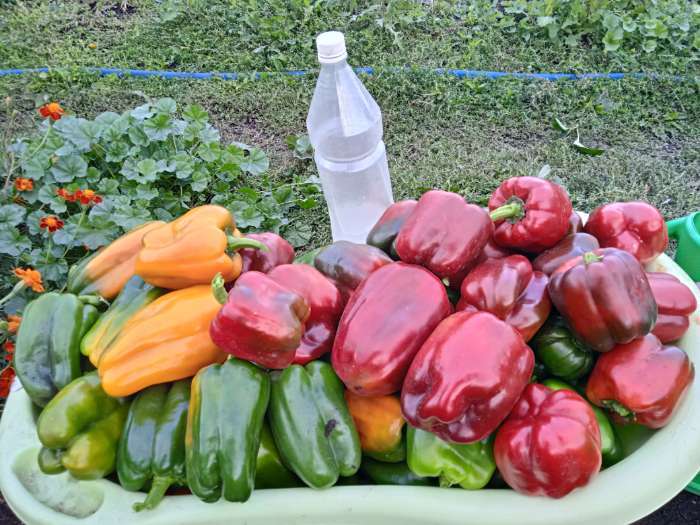 Фотография покупателя товара Органическое удобрение Конский навоз, экстракт, канистра, Ивановское, 3 л - Фото 2