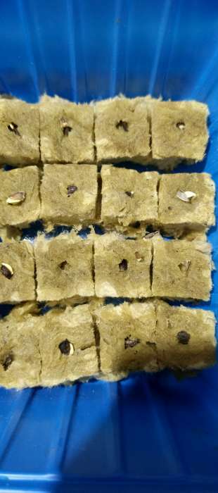 Фотография покупателя товара Семена цветов Цинния "Сомбреро", 0,2 г - Фото 3