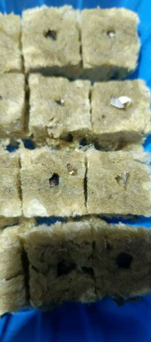 Фотография покупателя товара Семена цветов Цинния "Сомбреро", 0,2 г - Фото 4