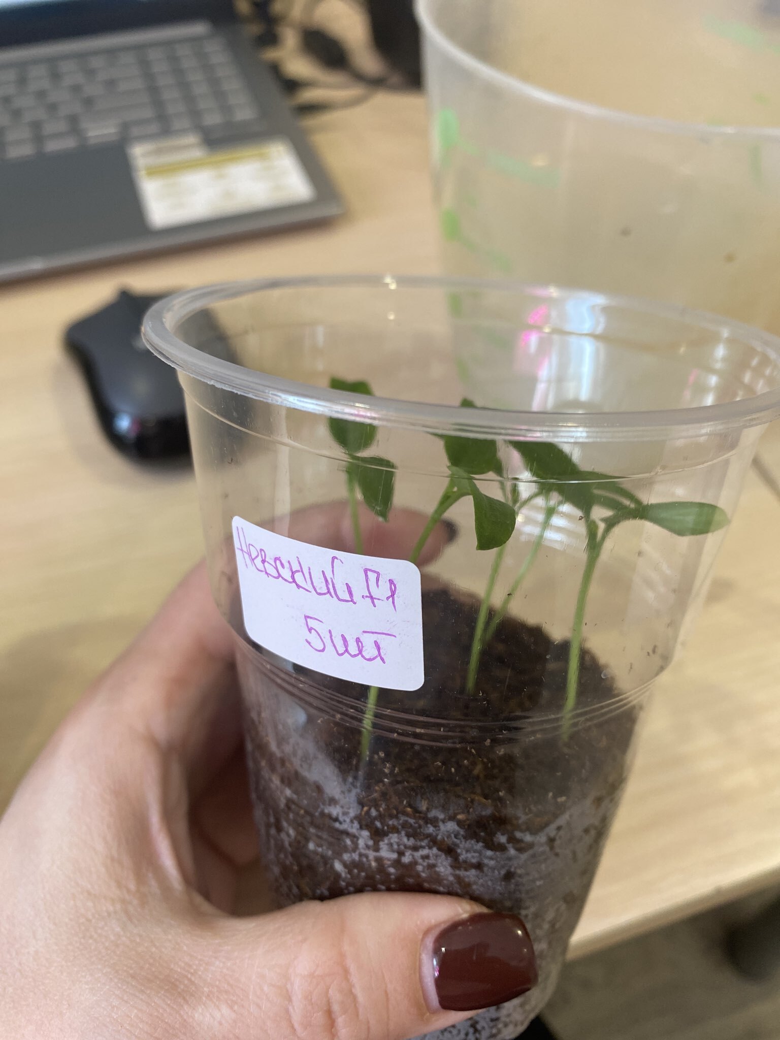 Фотография покупателя товара Семена Перец сладкий "Невский" F1, ц/п, 5 шт - Фото 1