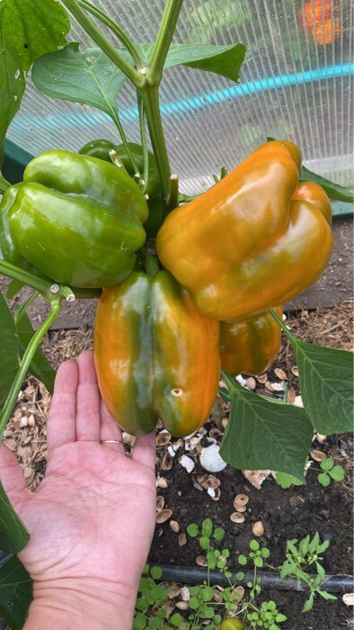 Фотография покупателя товара Семена Перец сладкий "Невский" F1, ц/п, 5 шт - Фото 2