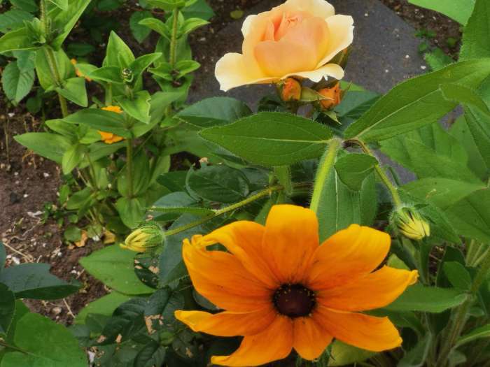 Фотография покупателя товара Саженец Роза флорибунда Ханзештадт Росток, туба, 1 шт. Весна 2026 - Фото 1