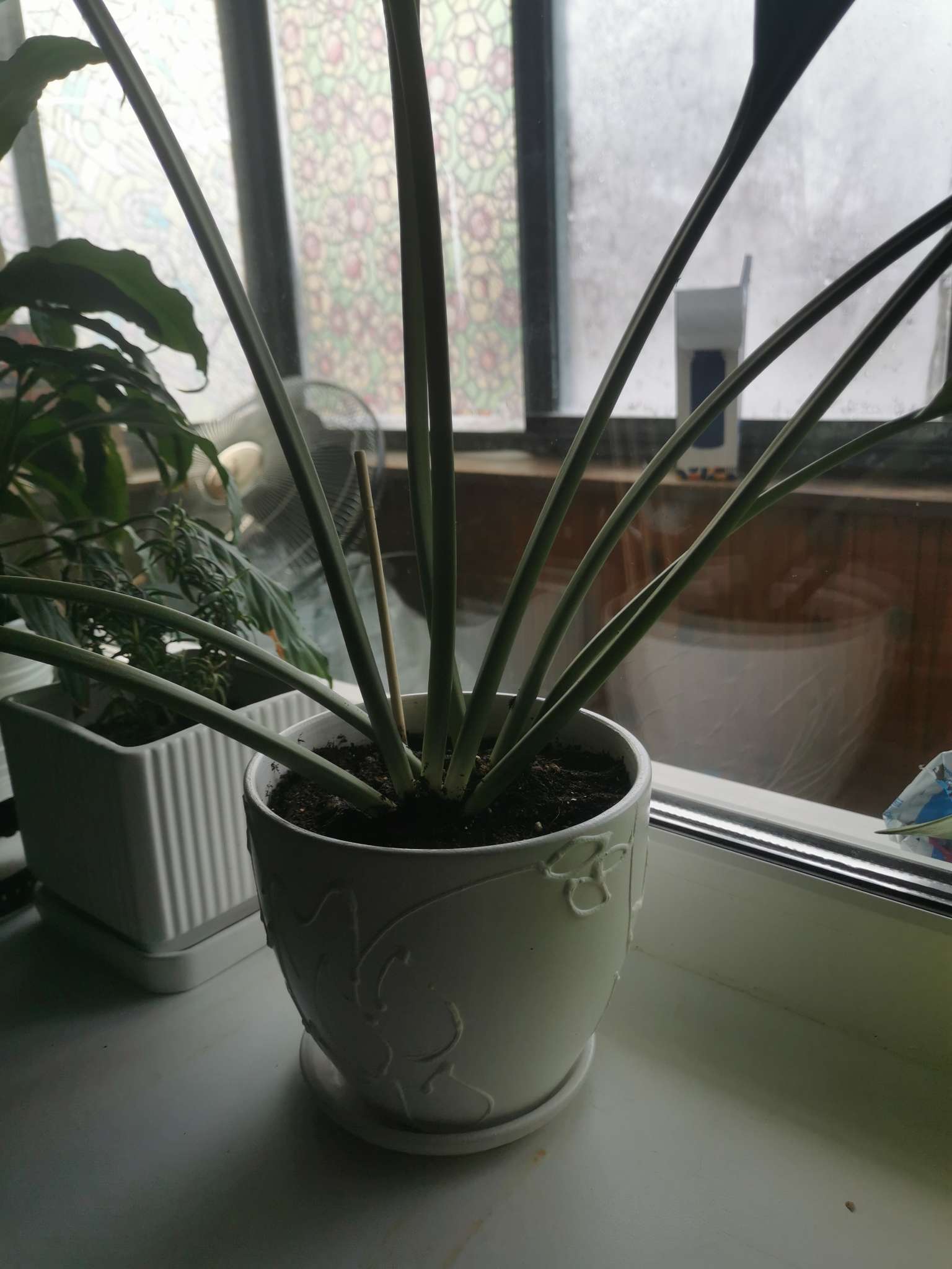 Фотография покупателя товара Горшок для цветов «Кураж», 600 мл, d=12 см, h=10 см, керамический, с поддоном, белый - Фото 1