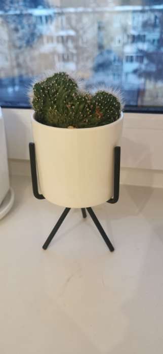 Фотография покупателя товара Декоративный горшок для цветов «Цилиндр», 300 мл, 15×8×8 см, керамический, на чёрной подставке, белый - Фото 1