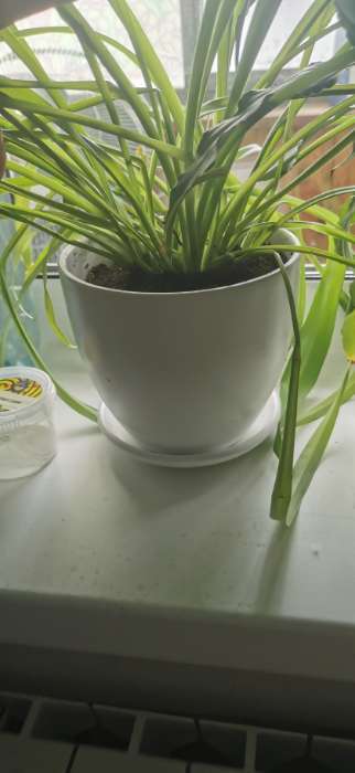 Фотография покупателя товара Горшок для цветов «Колор гейм», 600 мл л, d=12 см, h=10.5 см, керамический, с поддоном, красный - Фото 1