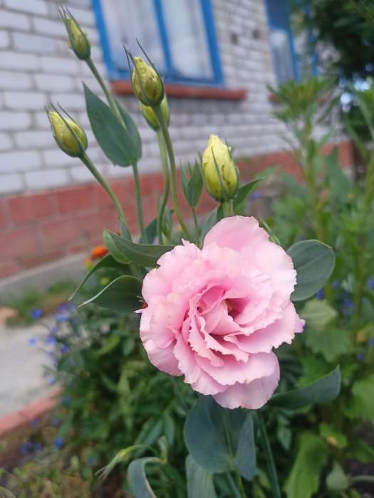 Фотография покупателя товара Семена цветов Эустома срезочная "Мэйдж дип роуз", F1, 5 шт - Фото 12